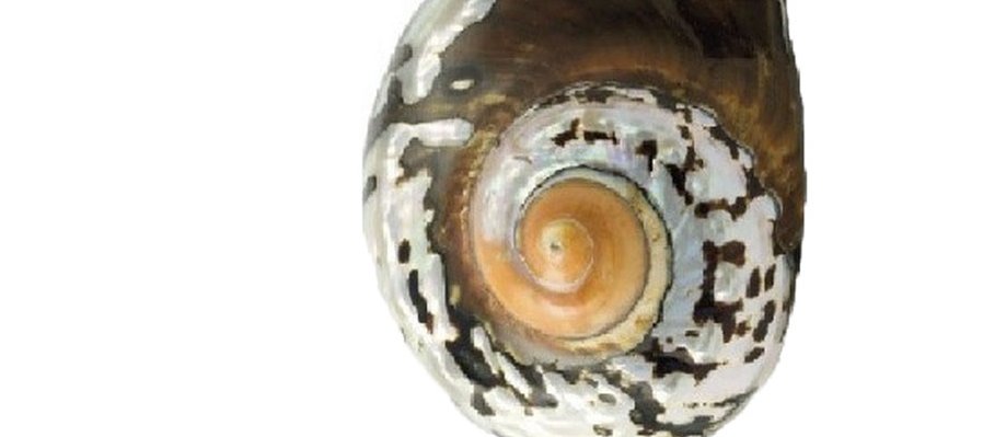 Florencia era un sueño al centro del atlas