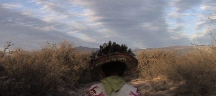 Flores en el desierto