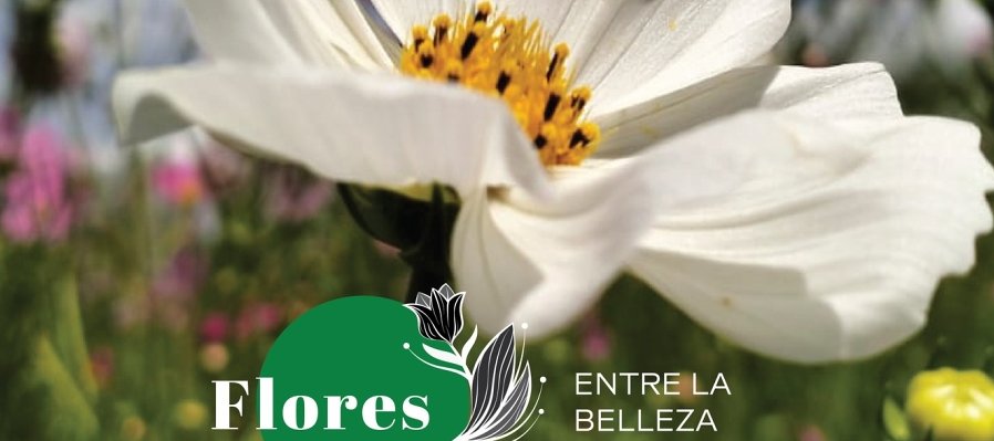 Flores silvestres