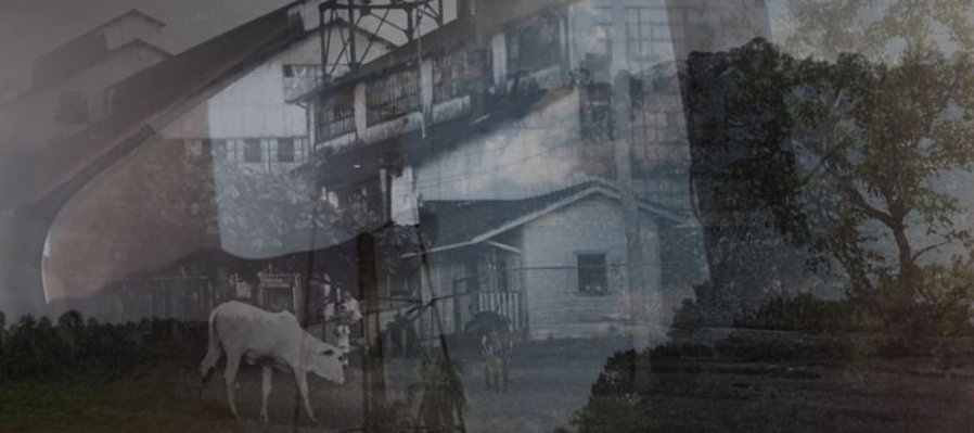 Fordlandia Panacea