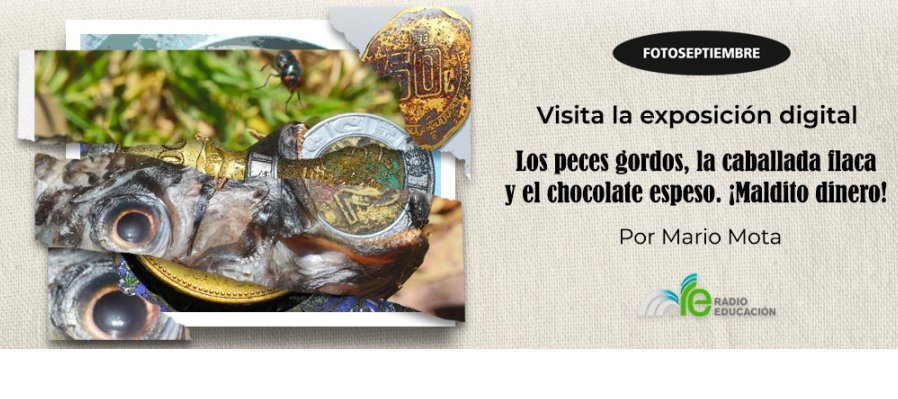 Los peces gordos, la caballada flaca y el chocolate espeso. ¡Maldito dinero!