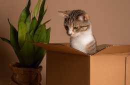 Imagen muestra de la actividad De gatos y cajas