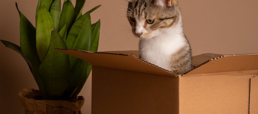De gatos y cajas