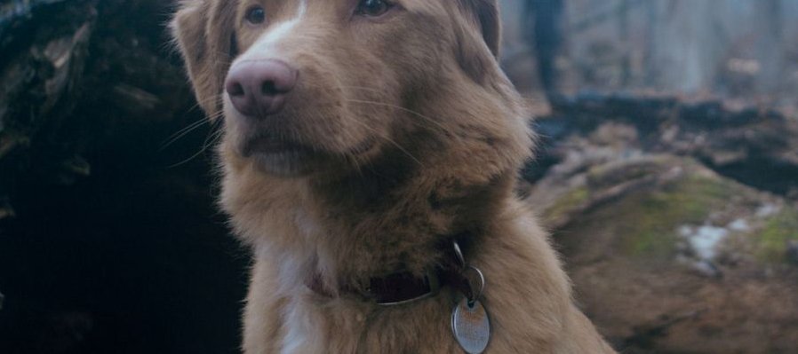 Good boy