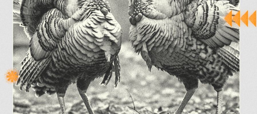 Juicio a dos guajolotes sin nombre