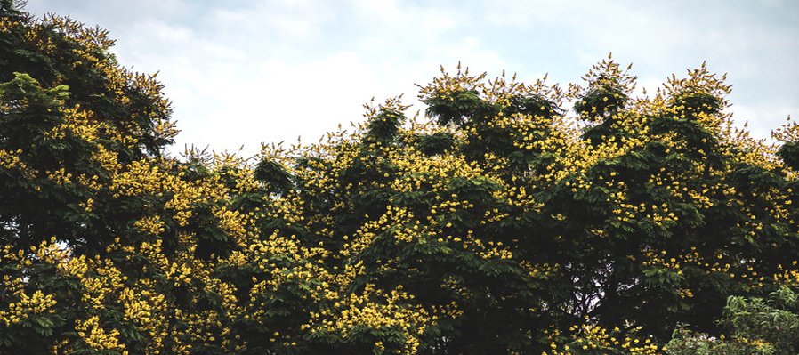 Guía de árboles nativos en la zona metropolitana de Monterrey