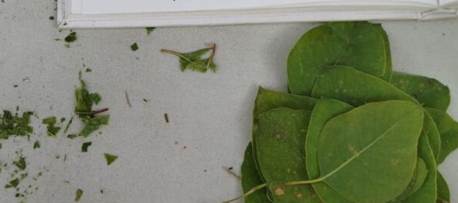 Huerto urbano: reconexiones con la tierra y el territorio