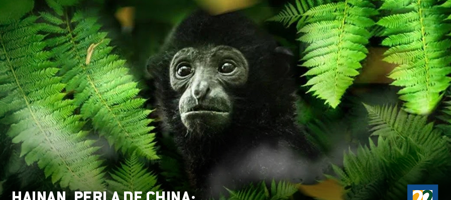 Hainan, perla de China: Canción de selva tropical