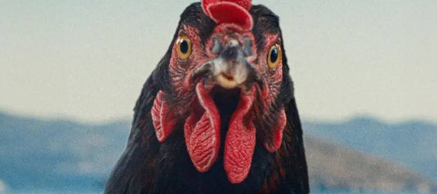 Hen
