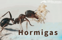 Animales de la Ciudad: Hormigas