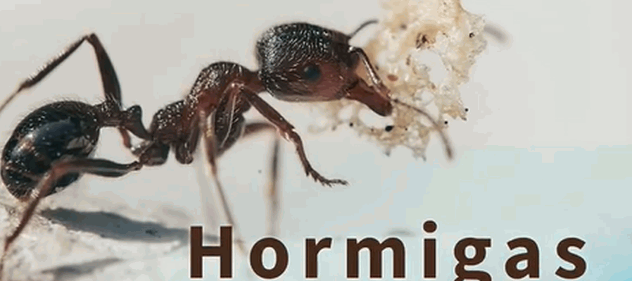 Animales de la Ciudad: Hormigas