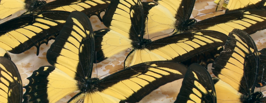 ¡Oh mariposa! ¿qué sueñas cuando agitas tus alas?