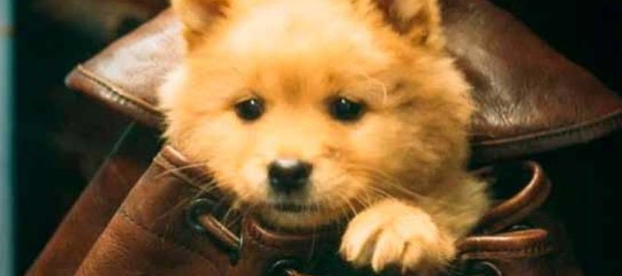 Hachiko, siempre en nuestro corazón