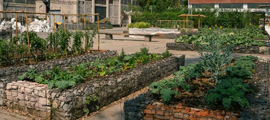 Huertos en todos lados: cultiva comunidad, come con conciencia