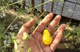 Huerto UVA: alimentación, salud y belleza