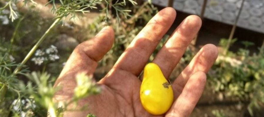 Huerto UVA: alimentación, salud y belleza