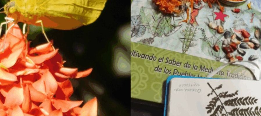 Identificación florística y farmacia viviente