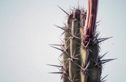 CUARTOSCURO: Fotógrafos de Baja California Sur