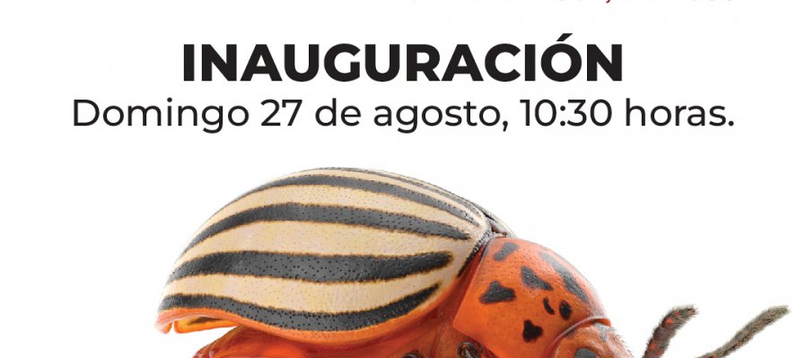 Insectus: ciencia, arte y cultura