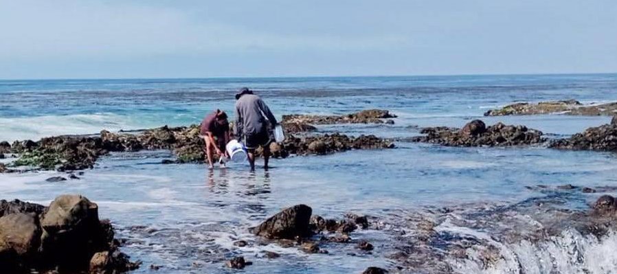 Invertebrados desconocidos al alcance de nuestros pies