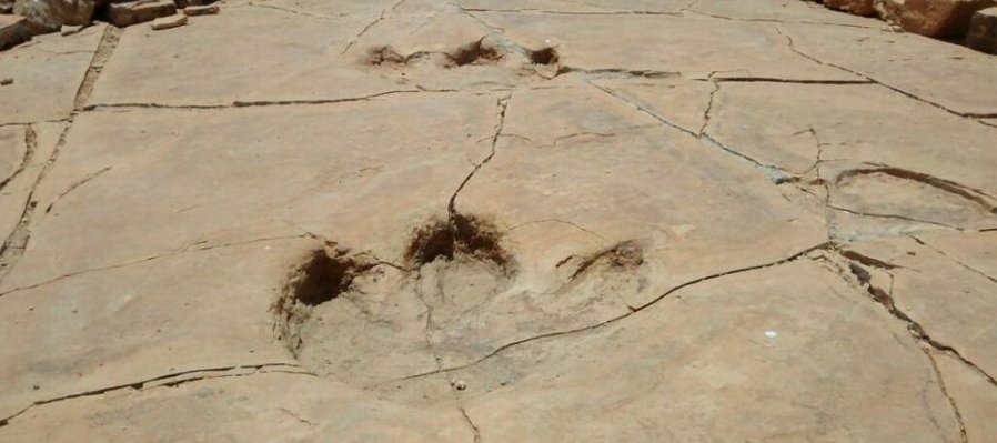 Huellas de hadrosaurio. Testigos del pasado de Sonora