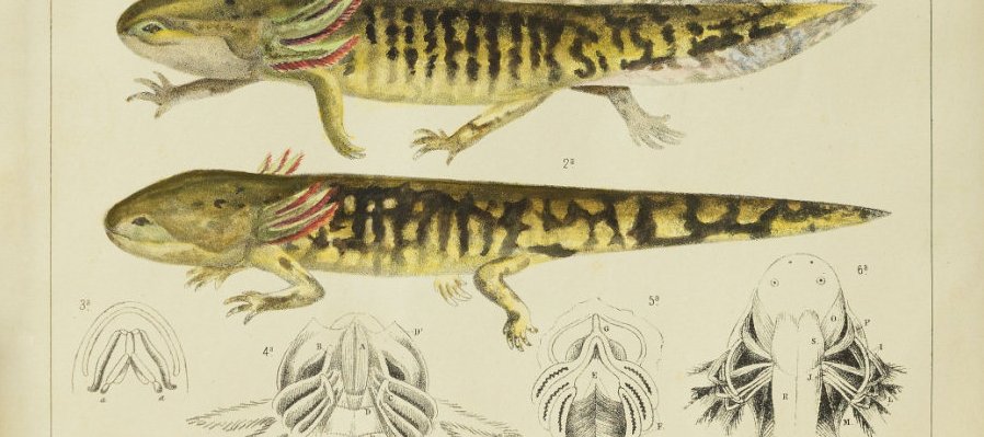 José María Velasco. Los apuntes del pintor