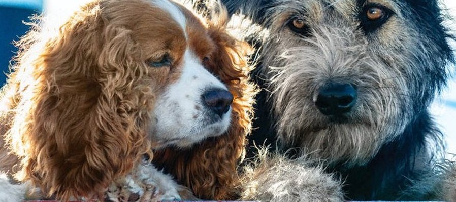 La dama y el vagabundo