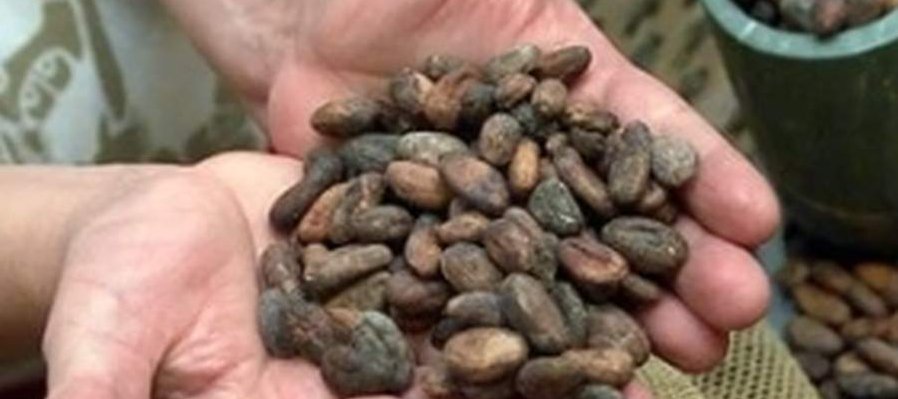 La historia del cacao