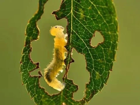 La oruga glotona