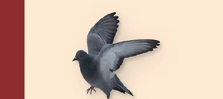 La plaza del diamante