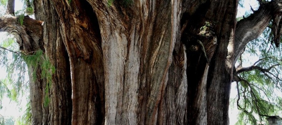 Las aves del ahuelito