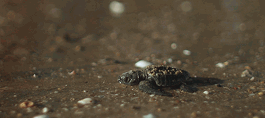 El llanto de las tortugas