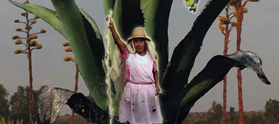 Maguey
