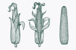 Imagen muestra de la actividad Guardianes de la milpa
