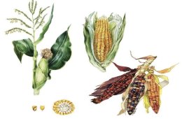 Imagen muestra de la actividad Arte totomoxtle