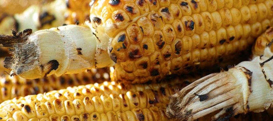 Códice del cacao y el maíz