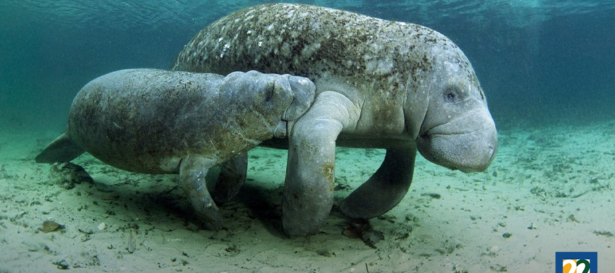 El manatí del caribe