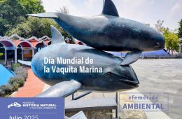 Día mundial de la Vaquita Marina