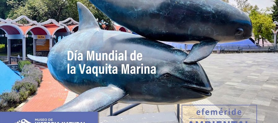 Día mundial de la Vaquita Marina