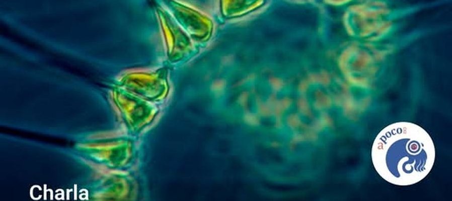 El Diminuto Jardín Marino