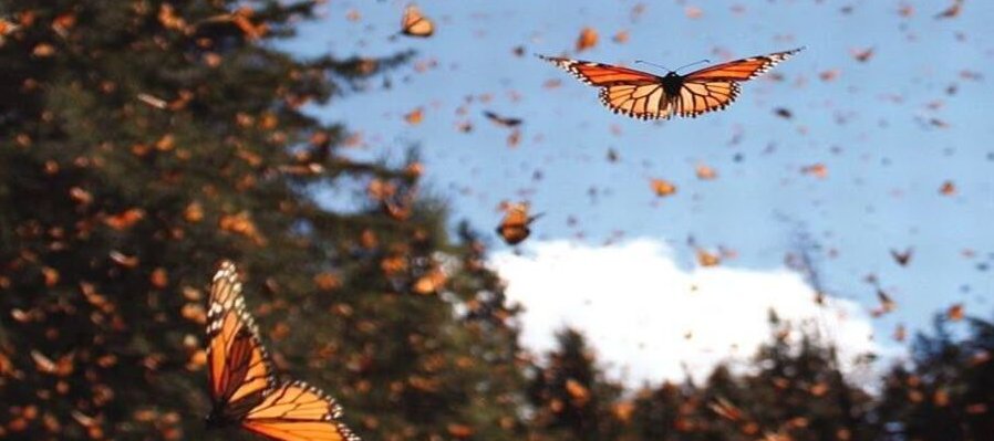 Mariposario Yo’o Juara