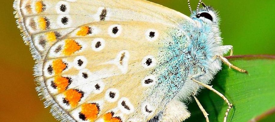 Mariposas y polillas