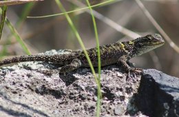 Imagen muestra de la actividad Ríos y fauna de la Barranca de Tarango
