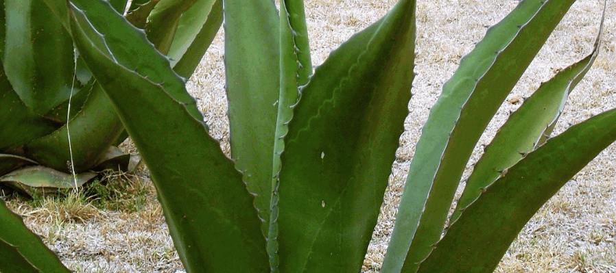 Metl (Maguey) Los saberes tradicionales del pulque en Milpa alta