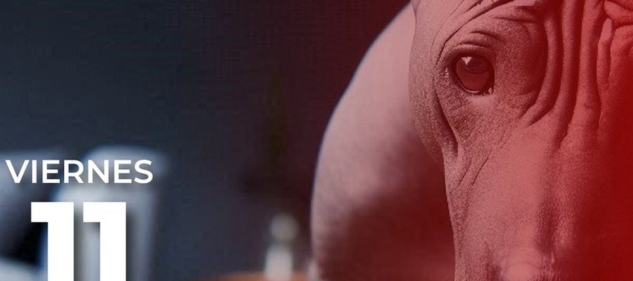 La aventura del Xoloitzcuincle