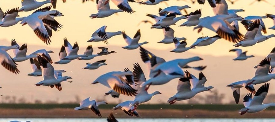 Misión: Escala segura