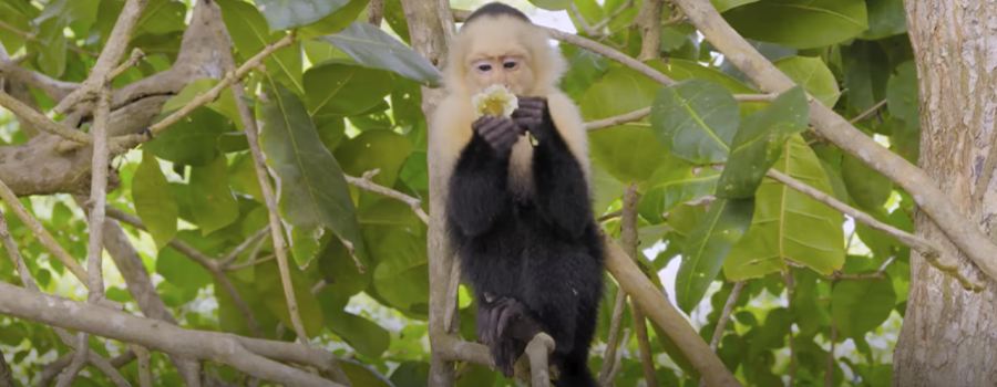 Monos de Costa Rica: reyes de los árboles