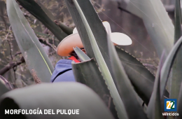 Imagen muestra de la actividad Morfología del pulque