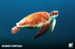 Imagen muestra de la actividad Mundo tortuga
