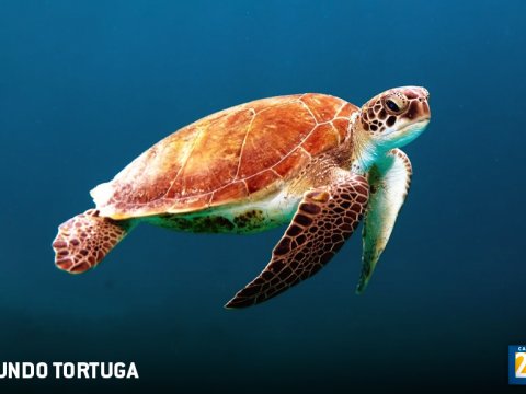 Mundo tortuga
